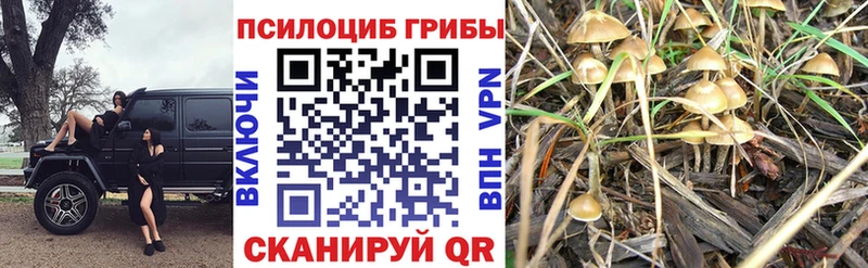 Псилоцибиновые грибы MAGIC MUSHROOMS  Саранск 
